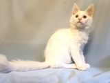 Xl Maine Coon White Blue Eyed & Odd Eyed