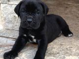 Cane Corso Yavruları