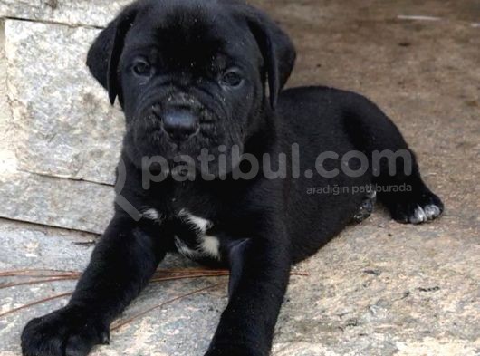 Cane Corso Yavruları görsel
