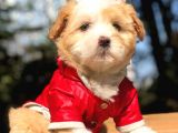 2 Aylık Erkek Malti̇poo