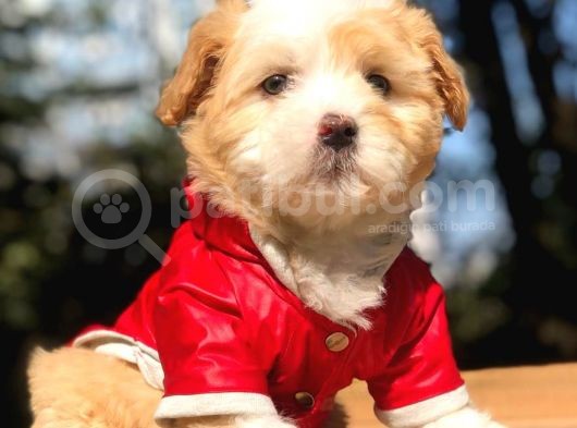 2 Aylık Erkek Malti̇poo görsel