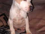 İş Sebebiyle 3 Aylık Pitbullumu Sahiplendireceğim
