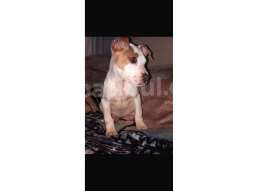 İş Sebebiyle 3 Aylık Pitbullumu Sahiplendireceğim görsel