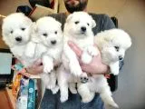 Safkan Beyaz Samoyed Bebekler Irk Garanti̇li̇