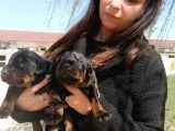 Onaylı Çiftlikten Irk Garantili Doberman Yavruları