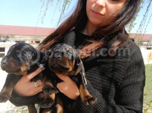 Onaylı Çiftlikten Irk Garantili Doberman Yavruları