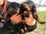 Onaylı Çiftlikten Irk Garantili Doberman Yavruları