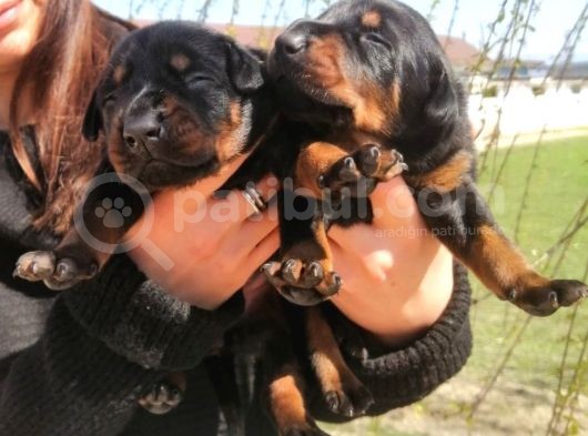 Onaylı Çiftlikten Irk Garantili Doberman Yavruları görsel
