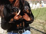 Onaylı Çiftlikten Irk Garantili Doberman Yavruları