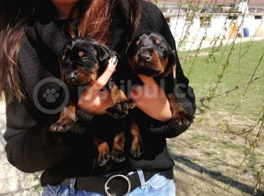 Onaylı Çiftlikten Irk Garantili Doberman Yavruları görsel