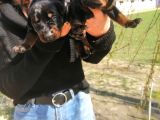 Onaylı Çiftlikten Irk Garantili Doberman Yavruları