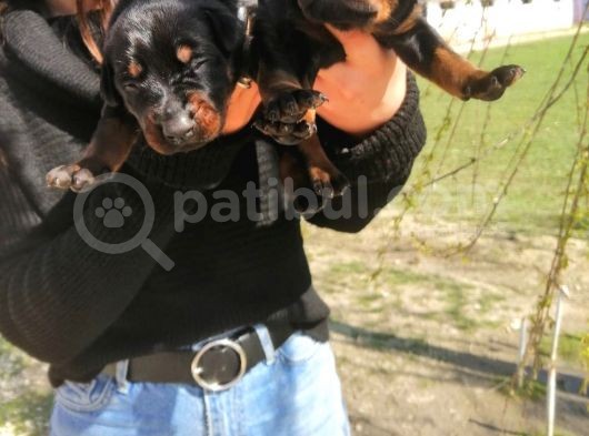 Onaylı Çiftlikten Irk Garantili Doberman Yavruları görsel
