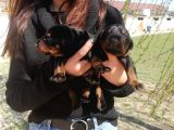Onaylı Çiftlikten Irk Garantili Doberman Yavruları