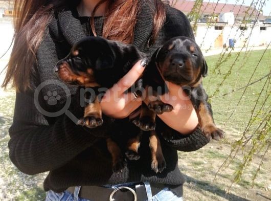 Onaylı Çiftlikten Irk Garantili Doberman Yavruları görsel