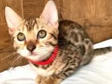 Safkan Bengal Kedileri “Tıca Secereli”
