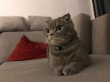 4 Yaşında Dişi Kısır Scottish Fold