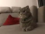 4 Yaşında Dişi Kısır Scottish Fold