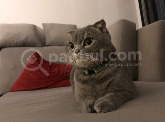 4 Yaşında Dişi Kısır Scottish Fold görsel