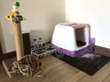4 Yaşında Dişi Kısır Scottish Fold