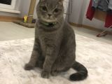 4 Yaşında Dişi Kısır Scottish Fold