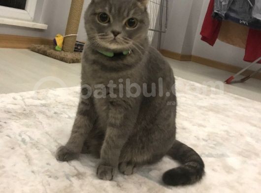 4 Yaşında Dişi Kısır Scottish Fold görsel