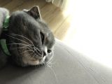4 Yaşında Dişi Kısır Scottish Fold