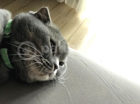 4 Yaşında Dişi Kısır Scottish Fold görsel