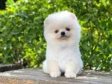 Orijinal Safkan Yavru Pomeranian