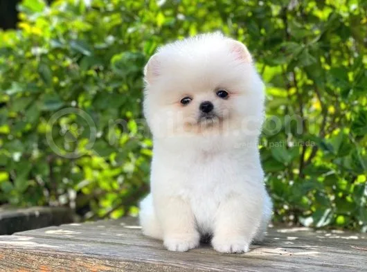 Orijinal Safkan Yavru Pomeranian