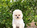 Orijinal Safkan Yavru Pomeranian