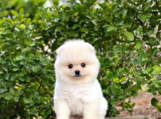 Orijinal Safkan Yavru Pomeranian görsel