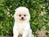 Orijinal Safkan Yavru Pomeranian