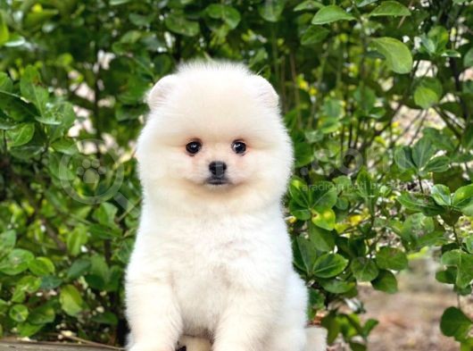 Orijinal Safkan Yavru Pomeranian görsel