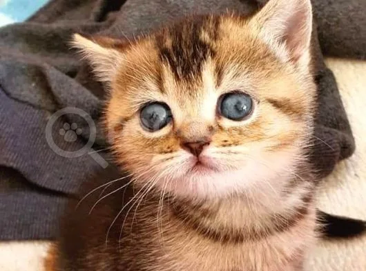 Black Golden Dişi