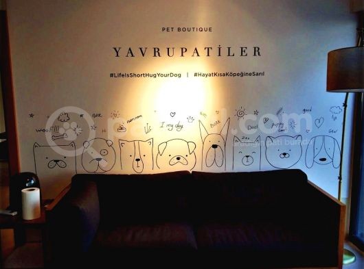 Pomeranian Boo Kızımız A Plus Safkan Yarışma Duzeyi görsel