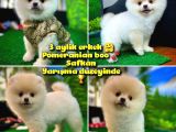 Pomeranian Boo  Safkan A Plus Yarışma Dereceli
