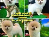 Pomeranian Boo  Safkan a Plus Yarışma Dereceli