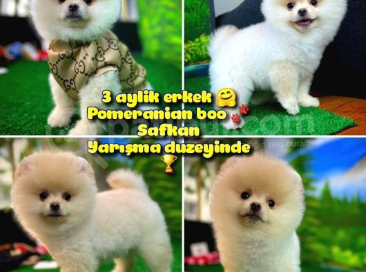 Pomeranian Boo  Safkan A Plus Yarışma Dereceli görsel