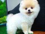 Pomeranian Boo  Safkan A Plus Yarışma Dereceli