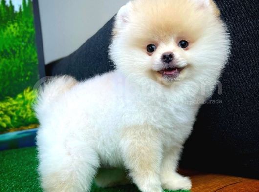 Pomeranian Boo  Safkan A Plus Yarışma Dereceli görsel