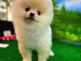 Pomeranian Boo  Safkan A Plus Yarışma Dereceli