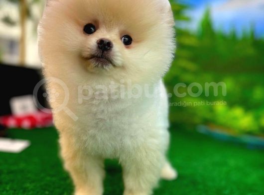 Pomeranian Boo  Safkan A Plus Yarışma Dereceli görsel