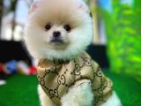Pomeranian Boo  Safkan A Plus Yarışma Dereceli