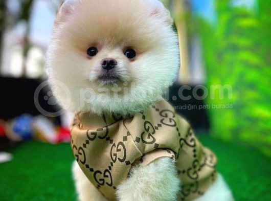Pomeranian Boo  Safkan A Plus Yarışma Dereceli görsel