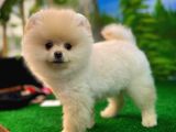Pomeranian Boo  Safkan A Plus Yarışma Dereceli