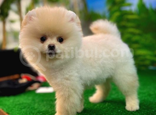 Pomeranian Boo  Safkan A Plus Yarışma Dereceli görsel