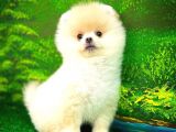 Pomeranian Boo  Safkan A Plus Yarışma Dereceli
