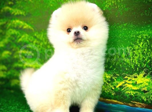 Pomeranian Boo  Safkan A Plus Yarışma Dereceli görsel