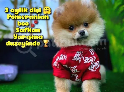 Orjinal Renk Pomeranian Boo Dişi Safkan A Plus