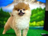 Orjinal Renk Pomeranian Boo Dişi Safkan A Plus